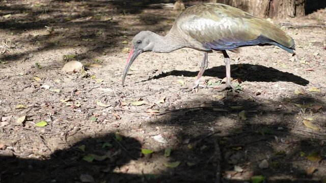 Hadeda Bird - Slow Motion Foraging on the Ground