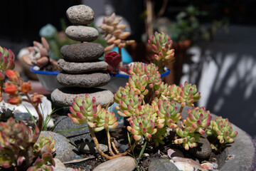 zen basalt pebble stone pyramid and succulent plants. perfect floral decoration.