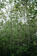 Forest nature paths in North Texas in the Spring and Summer time  