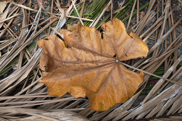 dry leaves scattered on the ground