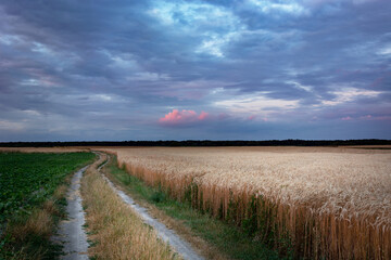 Fototapeta na wymiar Rural road next to the grain field