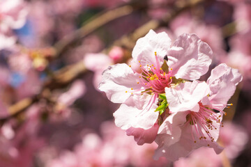 Pink spring flower close up. Spring background