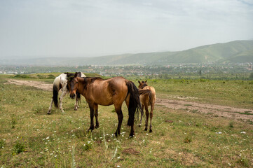 horses in the field