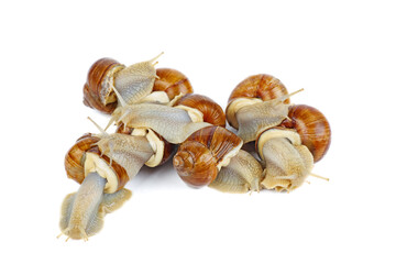 Few grape snails isolated on a white background