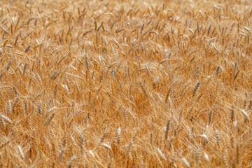 yellow wheat fielding summer  time