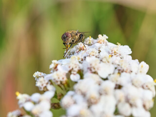The fly sits on white flowers. Day. Blurred background.