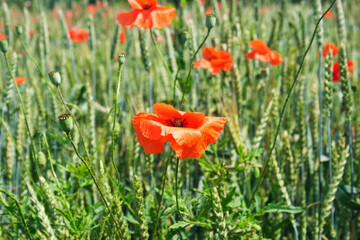 Poppies in the rye field . Candid.