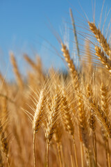 yellow wheat field and blue sky