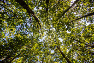 Fototapeta premium green forest in summer time