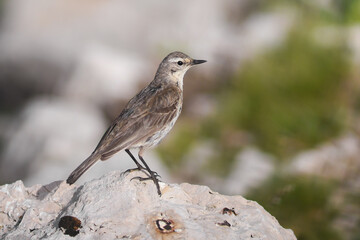 Spioncello (Anthus spinoletta) su roccia,ritratto habitat montano