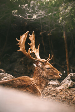 Veado