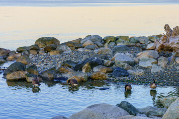 Canada Geese foraging for food in shallows of Burrard Inlet at Ambleside , BC - early morning, summer
