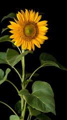 sunflower, beautiful bright yellow flower with leaves isolated on black background, closeup 