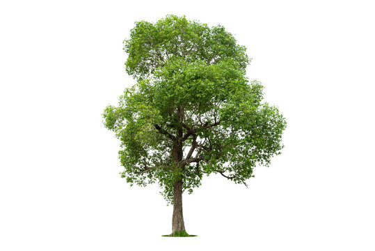 Isolated green tree on white background, Trees isolated on white background, tropical trees isolated used for design, advertising and architecture.