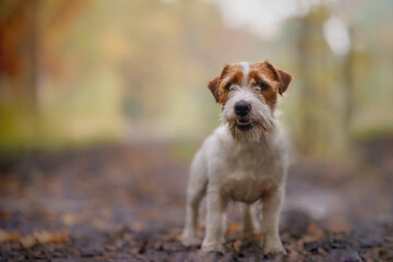 Jack russell terrier among the woods, beautiful colors and blurred background