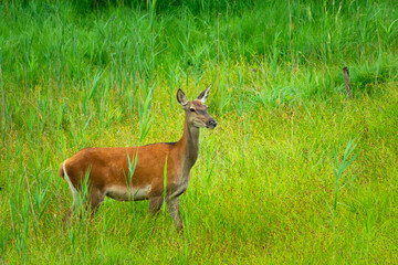 Naklejka na ściany i meble A female deer stands in tall green grass