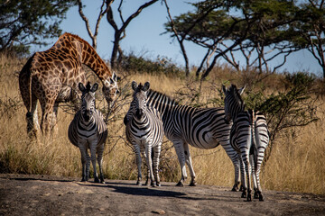 Obraz premium A Safari in through the calmest game reserve I know. wildlife coexisting and living in great harmony 