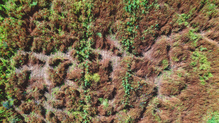 Aerial photography abstraction with erosion of the earth overgrown with weeds and poppies