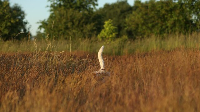Cute white dog jumping through the long grass. Sunset light. 4K slow motion