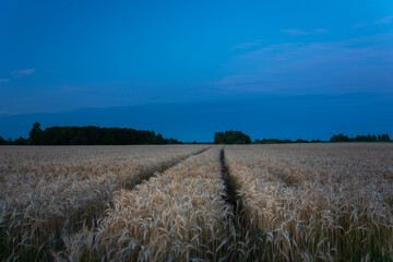 Wheel marks in the grain and the evening sky