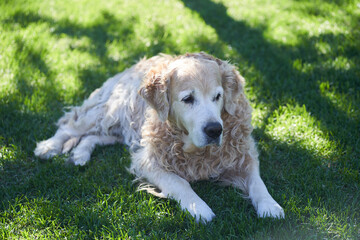 An adult golden retriever lies on the green grass, and looks to the side. High quality photo