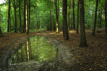 A large puddle in the green forest, summer view