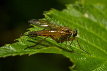 macro of a fly on a leaf