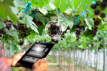 Farmer using tablet for management, analysis and inspection of the condition of the vineyards with...