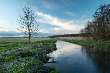 A tree that grows by a small river