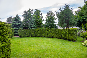 evergreen curved thuja hedge in a garden of trees with leaves and pine needles and a green lawn spring backyard landscape, nobody.