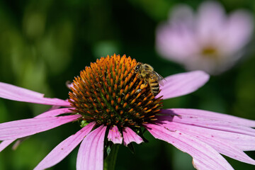 Honey bee with pollen pellets feeding on Echinacea flower.  The flower is a genus, or group of herbaceous flowering plants in the daisy family. They are commonly called purple coneflowers.