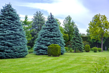 coniferous trees on a meadow with a lawn and a trimmed bush in a park with deciduous and pine...