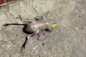 A dead starling chick lying on a concrete pavement