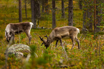 Naklejka na ściany i meble Reindeers in Autumn in Lapland, Northern Finland. Europe