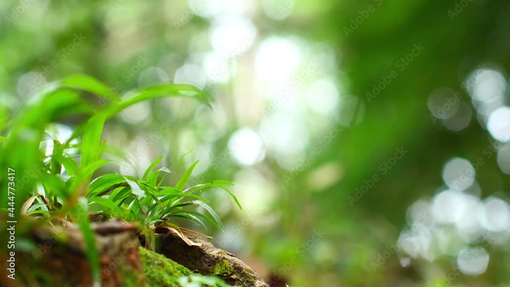 Poster closeup beautiful small grass plant with bright bokeh background. fresh green spring background for 