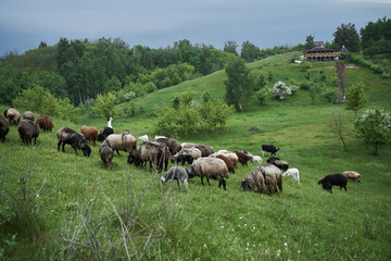 Goats and ships walking at the green hill while enjoying of the life at the nature