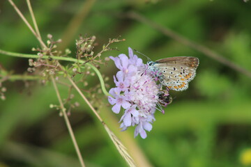 Papillon et abeille sur une fleur avec pollen, pollinisateurs