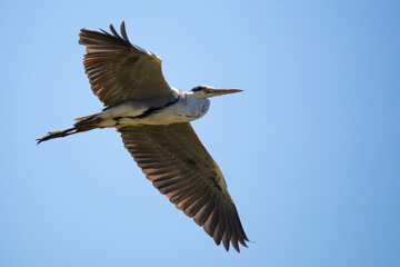 gray heron in free flight in the  blue sky
