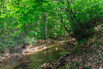Obraz premium mountain river in green forest nature trees landscape