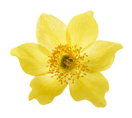 Fototapeta na wymiar Yellow Alpine pasqueflower