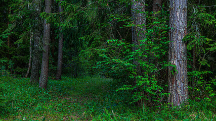 overgrown country road in a dark evening coniferous forest © Alex