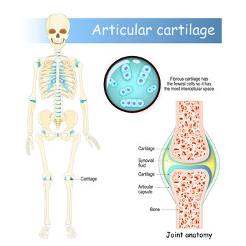 Cartilage. Human skeleton, cells and joint