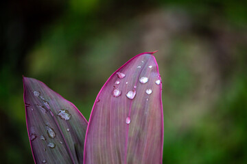 waterdrop on flower leaf