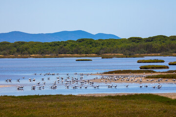 nature reserve in Tuscany with many common seagulls