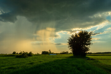 Natural phenomenon, sun-lit rain and green meadow