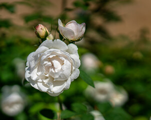Rose mit Knospen