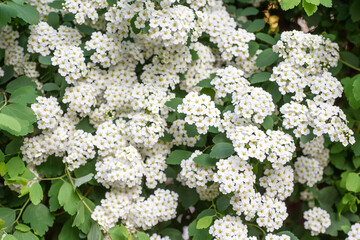 spirea plant in flowering