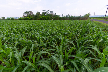 Corn field