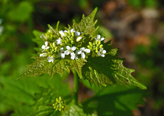 Knoblauchsrauke, Alliaria petiolata, garlic mustard