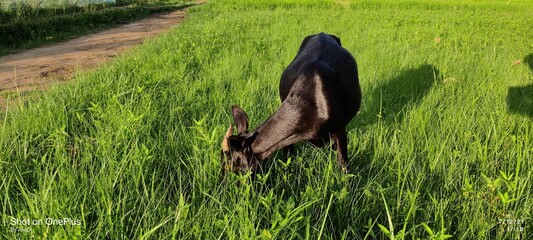 Goat eating Grasses